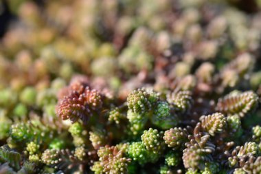 Tatsız taş kırık yaprakları - Latince adı - Sedum sexangulare