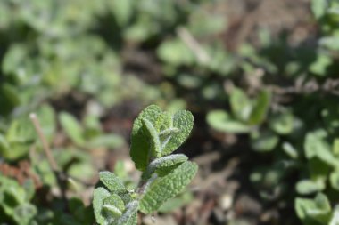 Ananas nane yaprakları - Latince adı - Mentha suaveolens