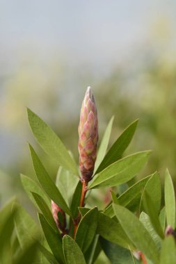 Kırmızı şişe fırçası Splendens çiçek tomurcuğu - Latince adı Callistemon citrinus splendens