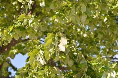 Gümüş kireç yaprakları - Latince adı - Tilia tomentosa
