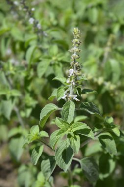 Camphor basil leaves and flowers - Latin name - Ocimum kilimandscharicum