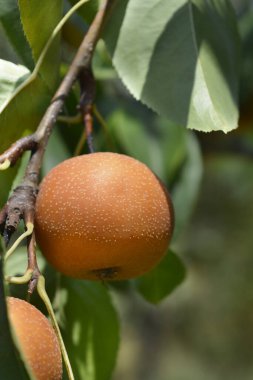 Meyveli Japon armut dalı - Latince adı - Pyrus pyrifolia