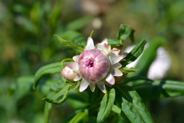 Soluk pembe saman çiçeği tomurcuğu - Latince adı - Xerochrysum bracteatum