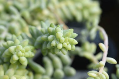 Burros kuyruğu - Latince adı - Sedum morganianum Burrito