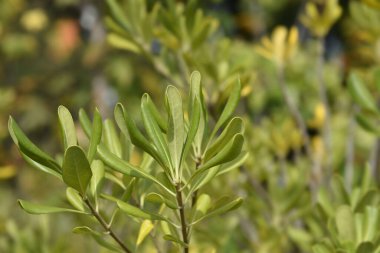 Latince adı Pittosporum tobira olan Sahte Portakal dalı