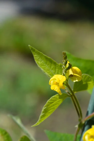 Black Gram Leaves Yellow Flowers Latin Name Vigna Mungo — стоковое фото