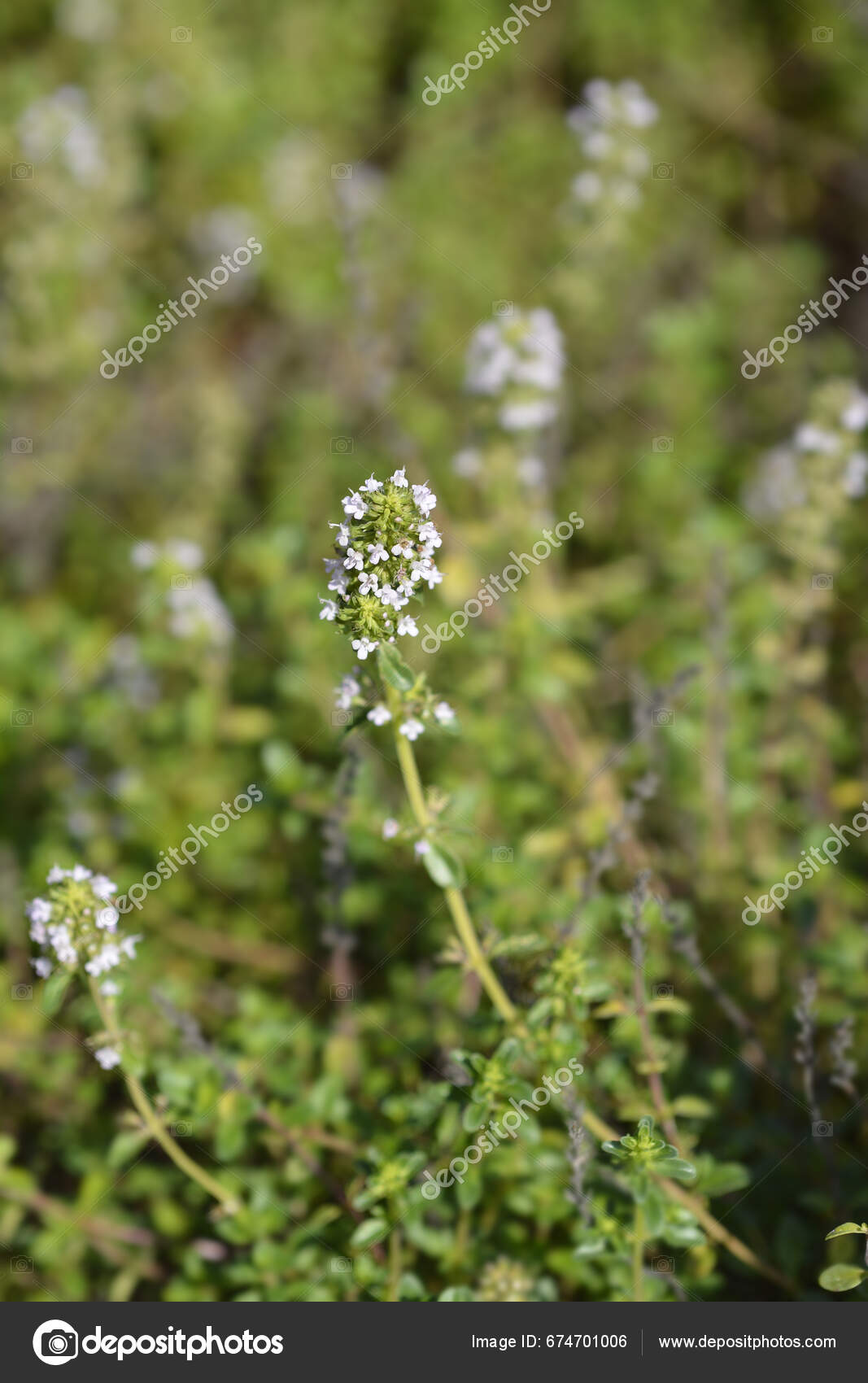 Garden Thyme Flowers Latin Name Thymus Vulgaris — Stock Photo © nahhan