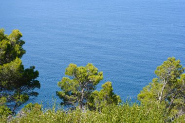Çam ağaçlarının üzerindeki Adriyatik deniz yüzeyi 