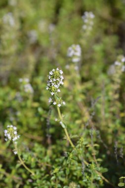 Bahçe kekik çiçekleri - Latince adı - Thymus vulgaris