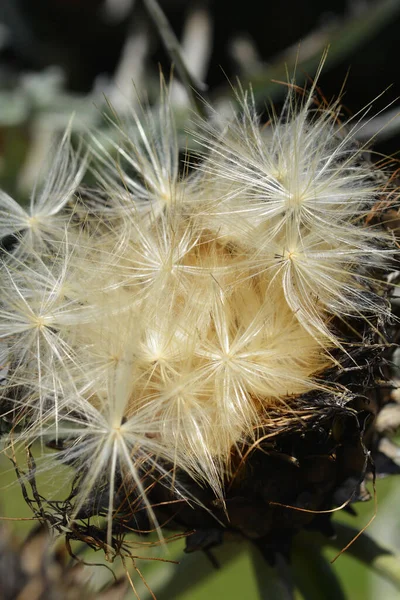 Artichoke Thistle Seed Head Латинское Название Cynara Cardunculus — стоковое фото