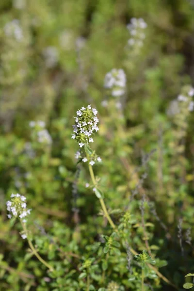 Bahçe kekik çiçekleri - Latince adı - Thymus vulgaris