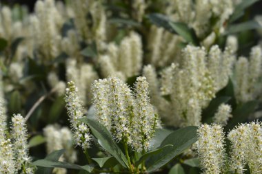 Çiçekli Laurel kiraz dalı - Latince adı - Prunus laurocerasus