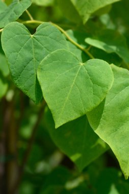 Doğu Kızıltomurcuk Yapraklı Yükselen Güneş şubesi Latince adı Cercis Kanadensis Doğan Güneş