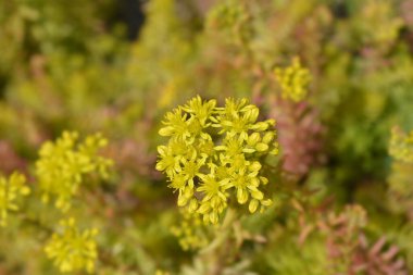 Rock stonecrop Angelina flowers - Latin name - Petrosedum rupestre Angelina clipart