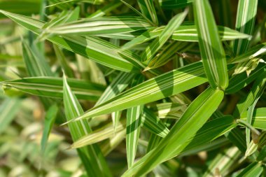 Cüce beyaz çizgili bambu yaprakları - Latince adı - Pleioblastus fortune ei Variegata
