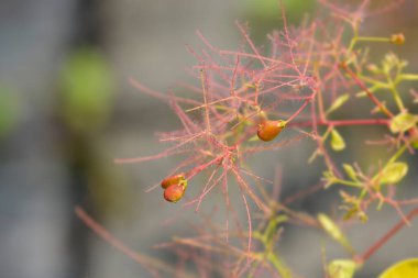 Altın Ruh latin adı Cotinus coggygria Altın Ruh olan küçük meyvelerden iç.