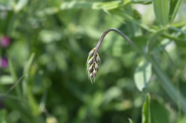 Geniş yapraklı bezelye tomurcukları - Latince adı - Lathyrus latifolius