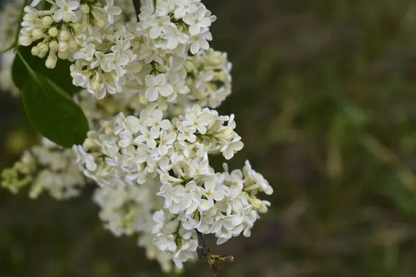Lilac Primrose Branch Flowers Латинское Название Syringa Vulgaris Primrose — стоковое фото