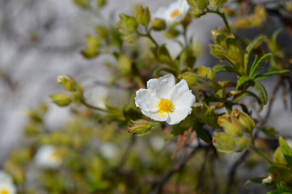 Narrow-leaved cistus white flower - Latin name - Cistus monspeliensis