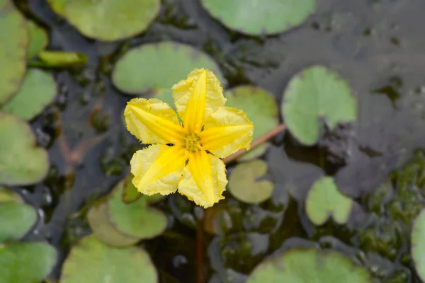 Żółty Pływające Serce Kwiat Łacińska Nazwa Nymphoides Peltata — Zdjęcie stockowe