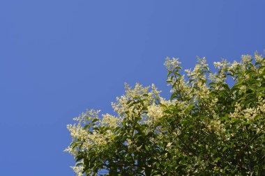Mavi gökyüzüne karşı çiçekli parlak özel dallar - Latince adı - Ligustrum lucidum