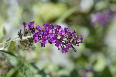 Çiçekli yaz leylağı - Latince adı - Buddleja davidii 