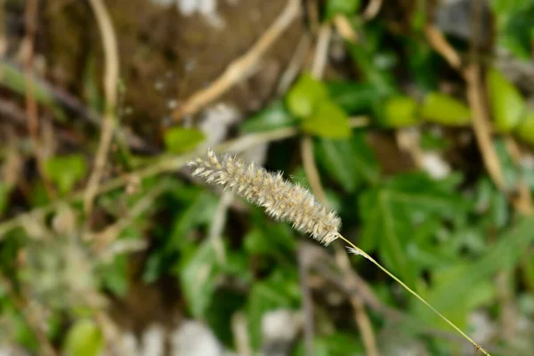 Волосатые Мелиевые Семена Латинское Название Melica Ciliata — стоковое фото