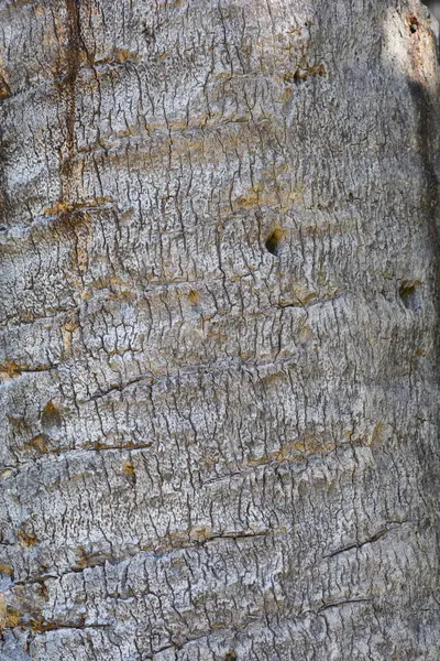 Canary Island Date Palm Bark Detail Латинское Название Phoenix Canariensis — стоковое фото