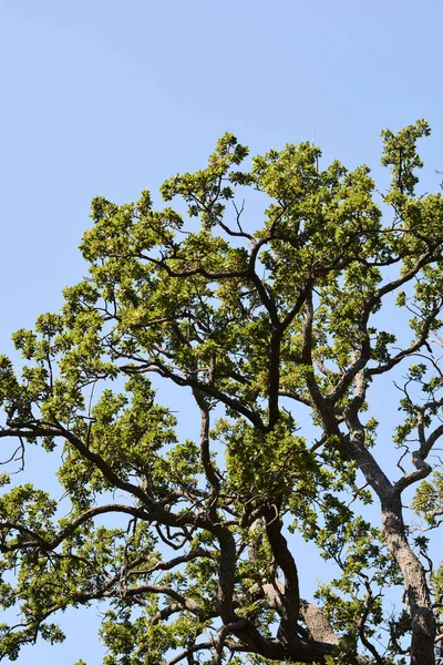 Downy oak branch against blue sky - Latin name - Quercus pubescens