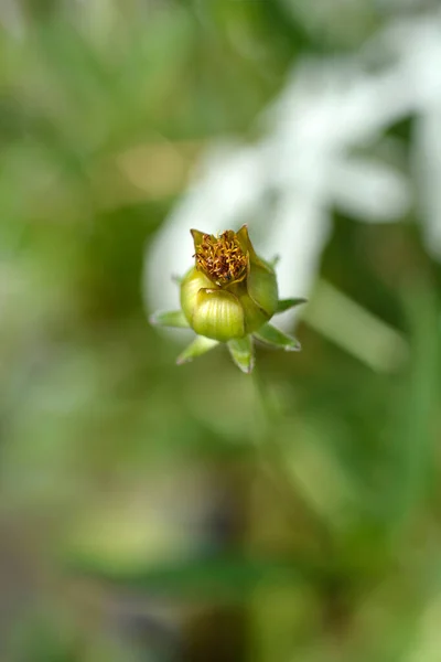 Pączek Kwitnący Wielkokwiatowy Łacińska Nazwa Coreopsis Grandiflora — Zdjęcie stockowe