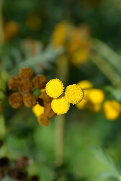 Kwiaty Bródkowe Pospolite Nazwa Łacińska Tanacetum Vulgare — Zdjęcie stockowe