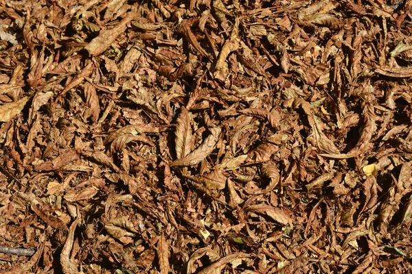 地上铺着普通的栗子干棕叶 — 图库照片