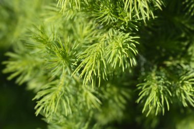 Cüce Alberta ladin Conica Aralık - Latince adı Picea glauca Conica Aralık