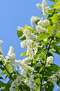 Mavi gökyüzüne karşı beyaz çiçekli kuş kiraz dalı Latince adı Prunus padus