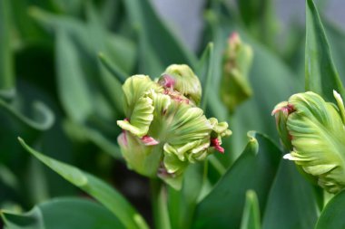 Papağan Tulip Estella Rijnveld çiçek tomurcukları - Latince adı - Tulipa Estella Rijnveld 