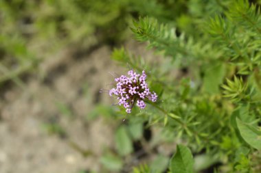 Kafkas pembesi çiçeği - Latince adı - Phuopsis stylosa