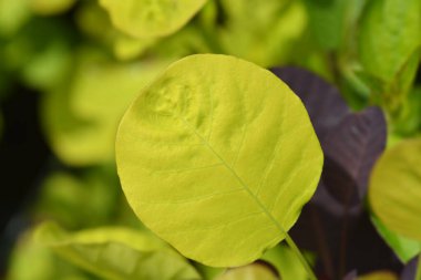 Smoke tree Golden Spirit leaves - Latin name - Cotinus coggygria Golden Spirit
