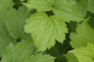 Tüp klematis yaprakları - Latince adı - Clematis heracleifolia