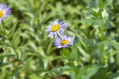 Gösterişli pire çiçekleri - Latince adı - Erigeron Specosus