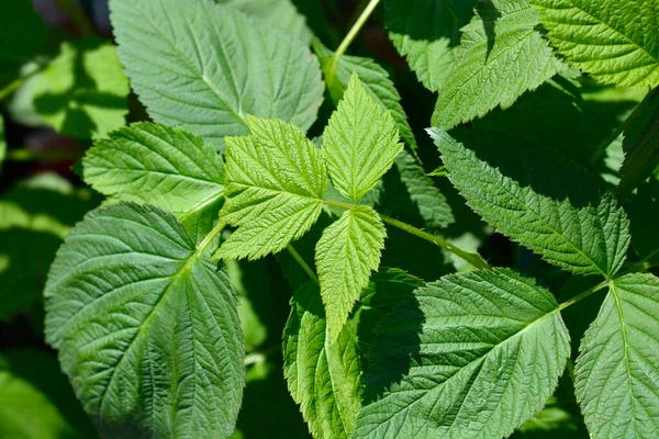 Avrupa kırmızı ahududu yaprakları - Latince adı - Rubus idaeus