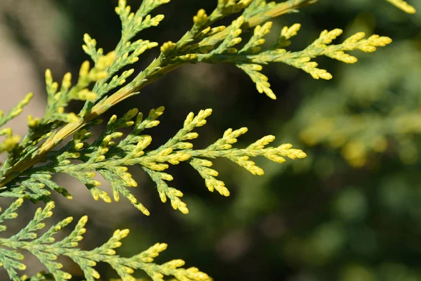 Leyland cypress Castlewellan Gold branch - Latin name - Cuprocyparis leylandii Castlewellan Gold