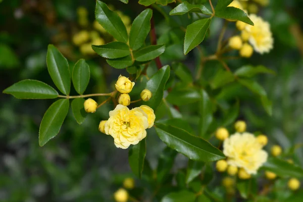 Yellow Lady Banks rose flowers - Latin name - Rosa banksiae Lutea
