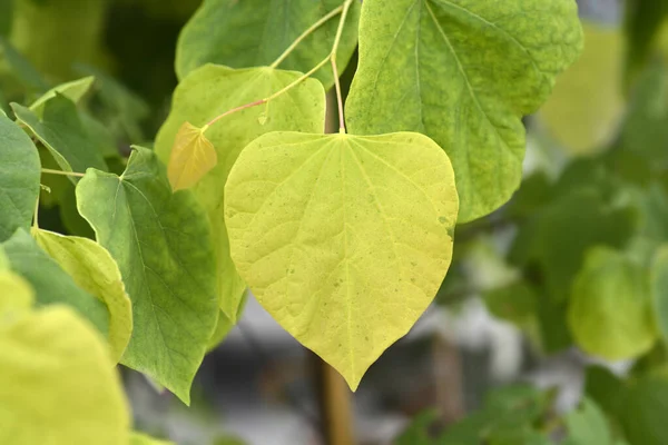 Doğu Kızıltomurcuk Yeni Yapraklı Doğan Güneş Şubesi Latince adı Cercis Kanadensis Doğan Güneş
