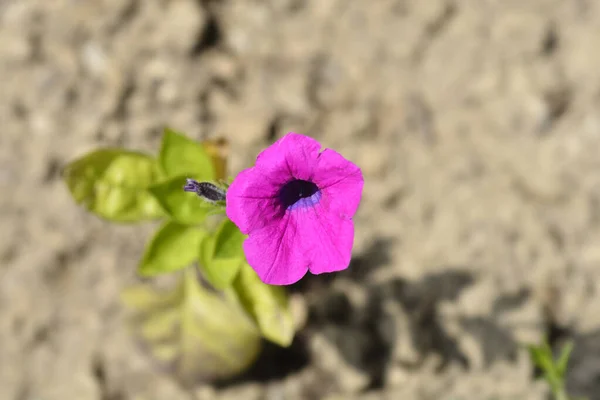 Violet Petunia Flower Latin Name Petunia Integrifolia — Stock Photo, Image