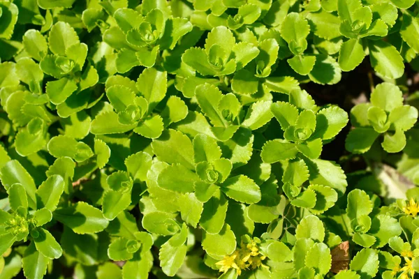 Amur Stonecrop Leaves Латинское Название Sedum Selskianum — стоковое фото