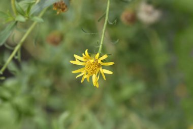 Limon sarısı sahte altın çiçeği - Latince adı Heterotheca kampporum var. glandulissimum