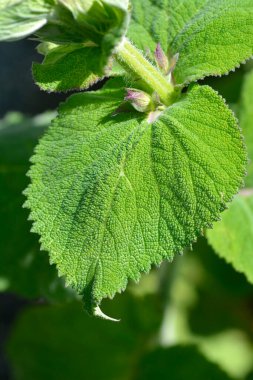 Clary adaçayı yaprakları ve çiçek tomurcuğu - Latince adı - Salvia sclarea