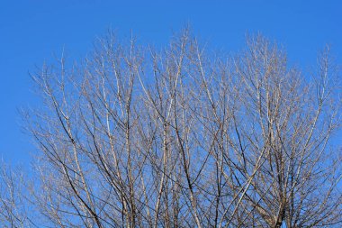 Kanada kavak ağacı mavi gökyüzüne karşı - Latince adı - Populus x canadensis