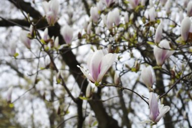 Çiçekli manolya dalları - Latince adı - Magnolia x soulangeana