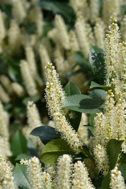 Çiçekli Laurel kiraz dalı - Latince adı - Prunus laurocerasus